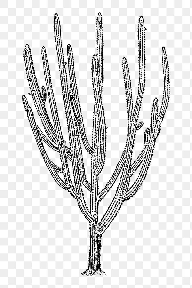 Cactus tree png sticker, vintage plant illustration, transparent background. Free public domain CC0 image.