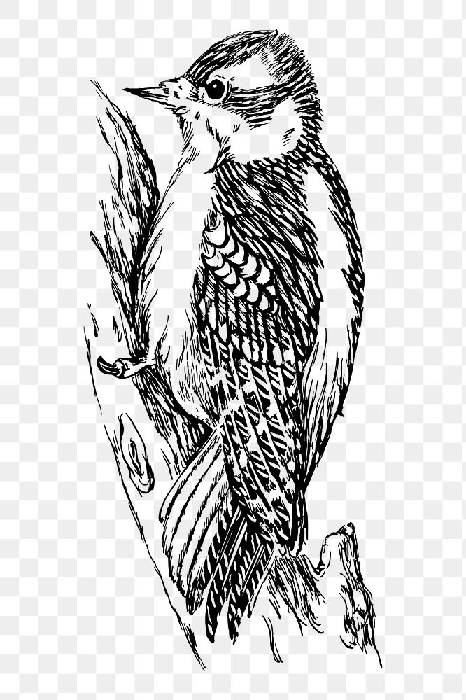Woodpecker bird png sticker illustration, transparent background. Free public domain CC0 image.