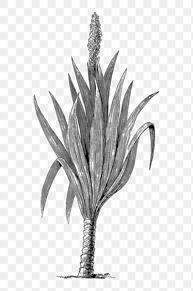 Cordaites borassifolia png sticker illustration, transparent background. Free public domain CC0 image.