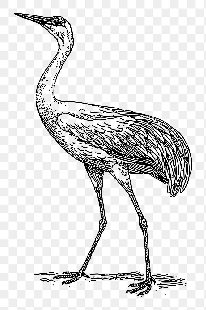 Crane bird png sticker illustration, transparent background. Free public domain CC0 image.