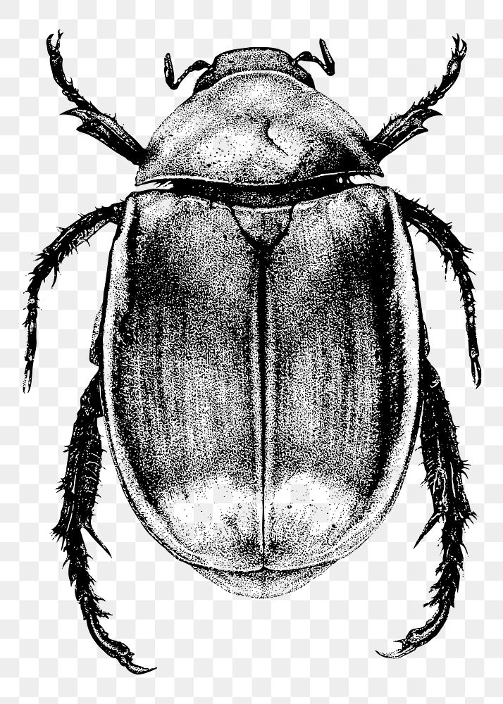 Beetle png sticker illustration, transparent background. Free public domain CC0 image.