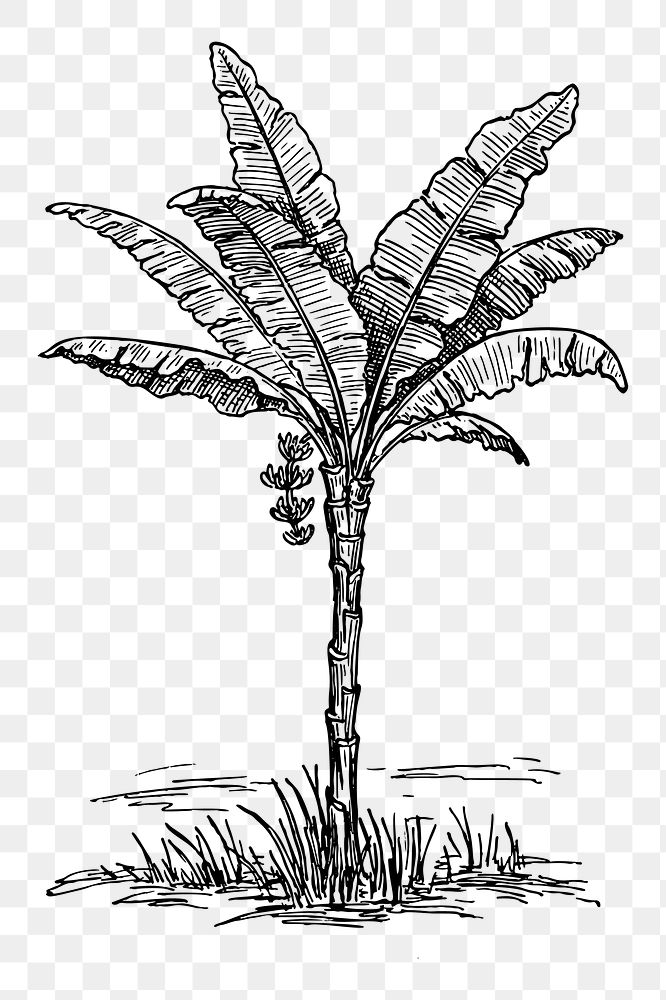 Palm tree png sticker illustration, transparent background. Free public domain CC0 image.