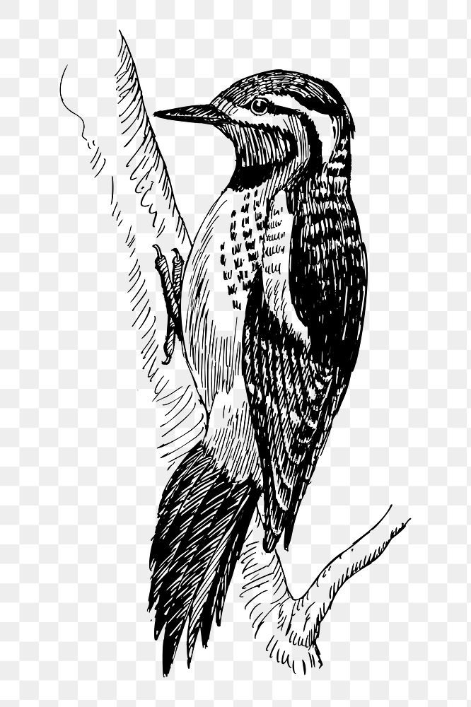 Sapsucker bird png sticker illustration, transparent background. Free public domain CC0 image.