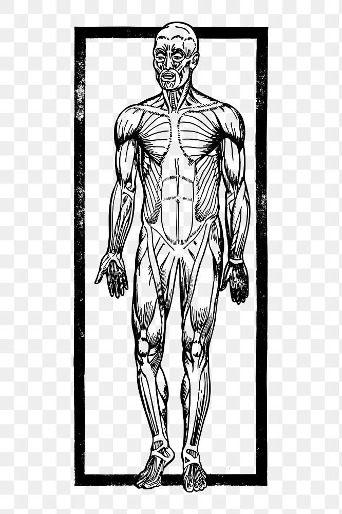 Human muscles png sticker illustration, transparent background. Free public domain CC0 image.