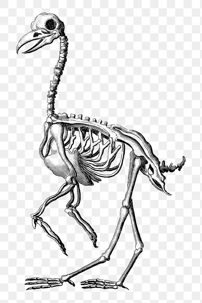Details 71+ bird skeleton sketch best
