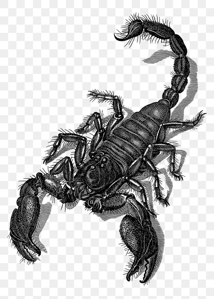 Scorpion png sticker illustration, transparent background. Free public domain CC0 image.