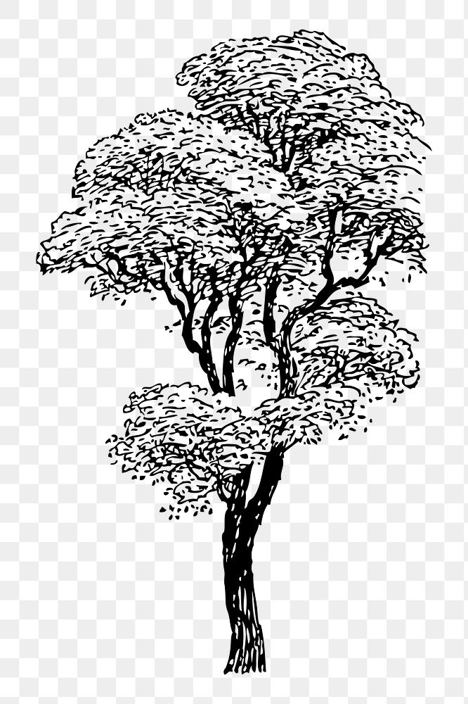 Tree png sticker illustration, transparent background. Free public domain CC0 image.
