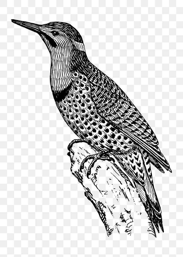 Flicker birds png sticker illustration, transparent background. Free public domain CC0 image.