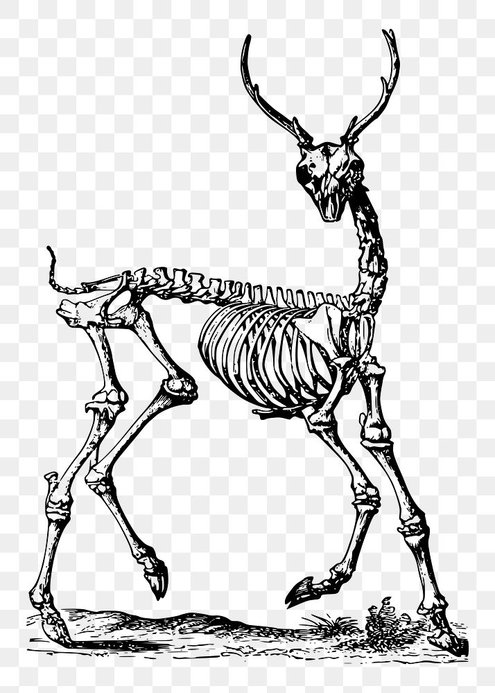 Deer skeleton png sticker illustration, transparent background. Free public domain CC0 image.