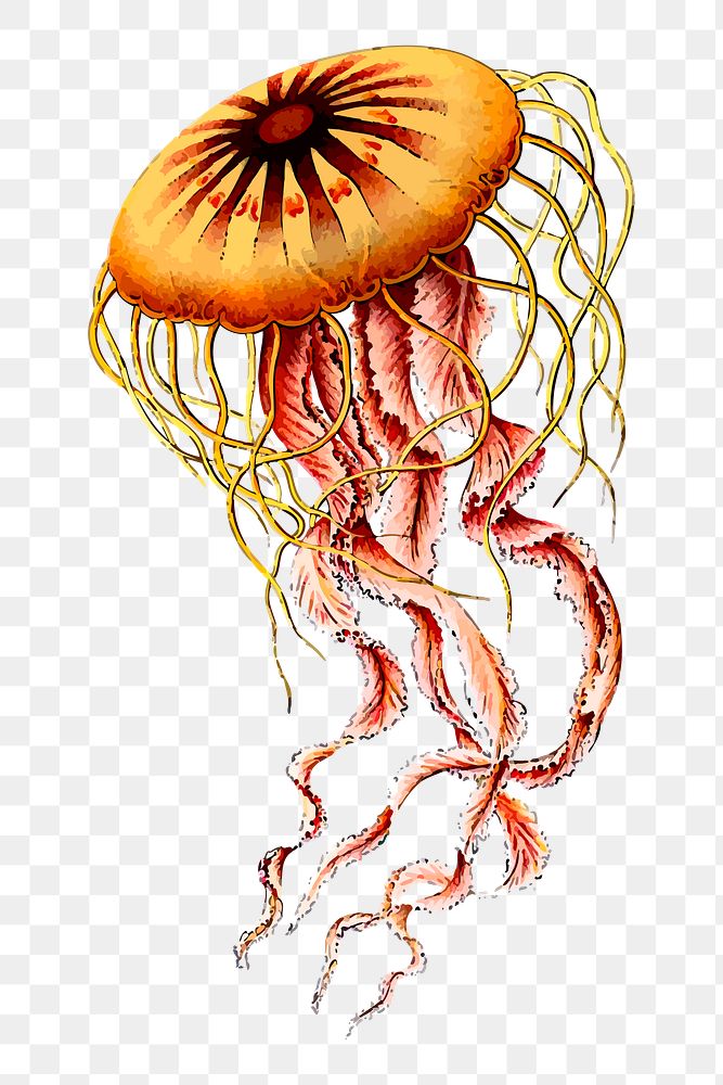 Jellyfish png sticker, animal illustration, transparent background. Free public domain CC0 image