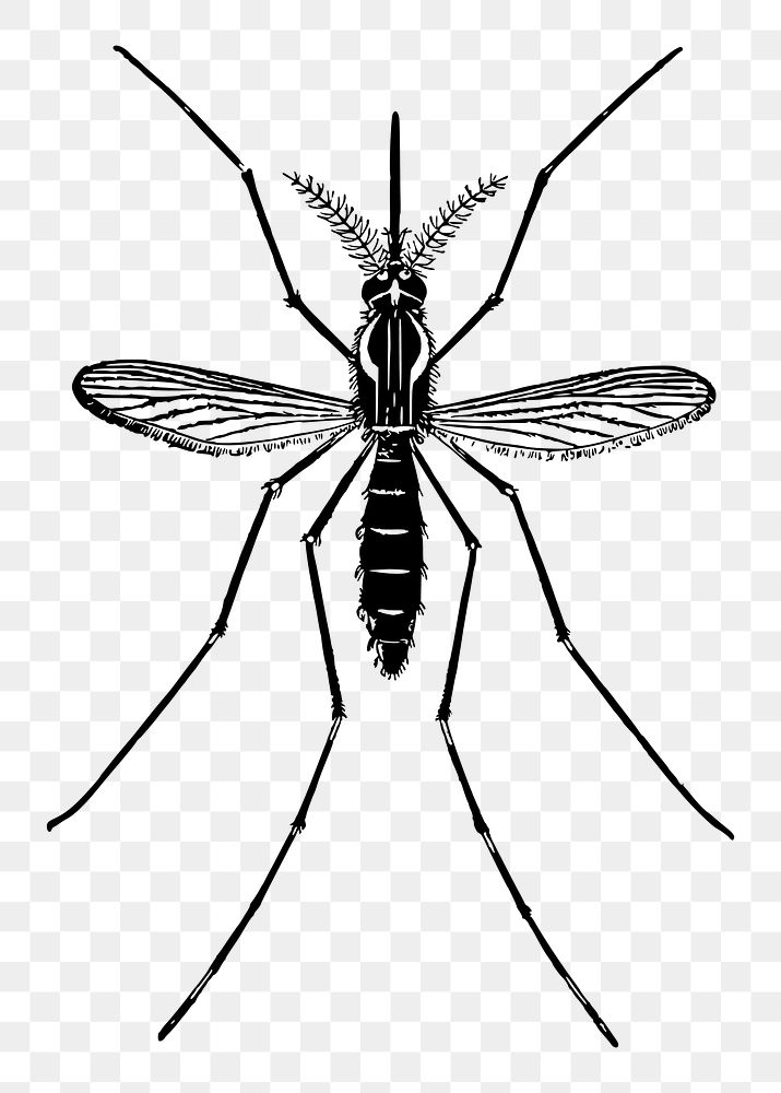 Mosquito png sticker, transparent background. Free public domain CC0 image.