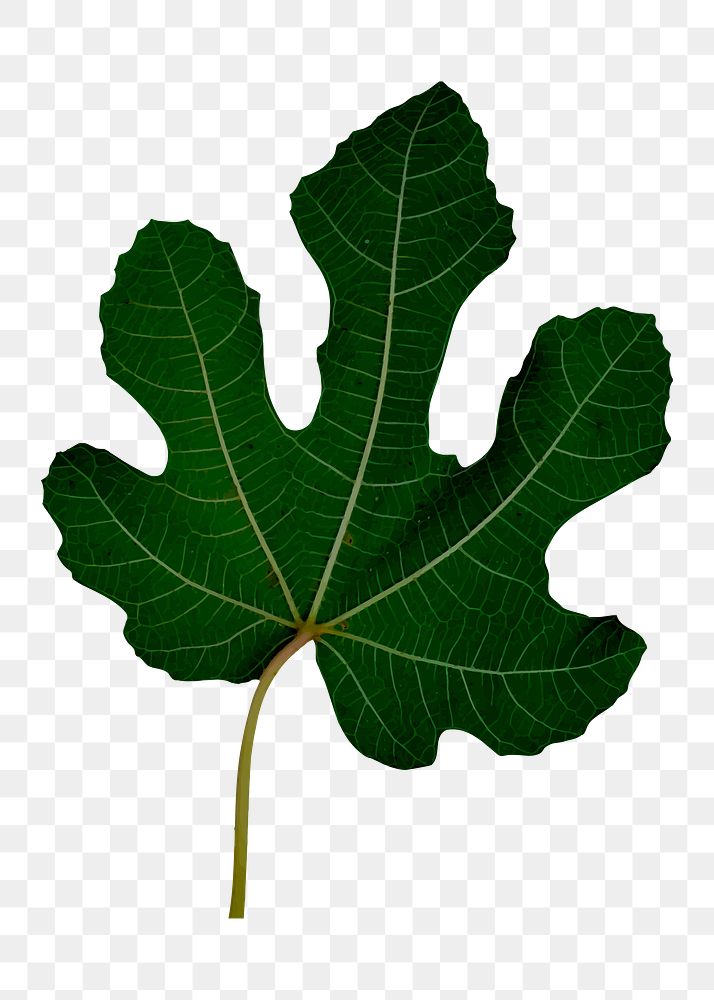 Fig leaf png sticker, botanical illustration, transparent background. Free public domain CC0 image