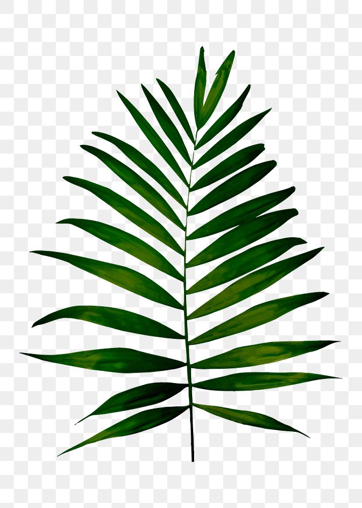 Palm png sticker, botanical illustration, transparent background. Free public domain CC0 image