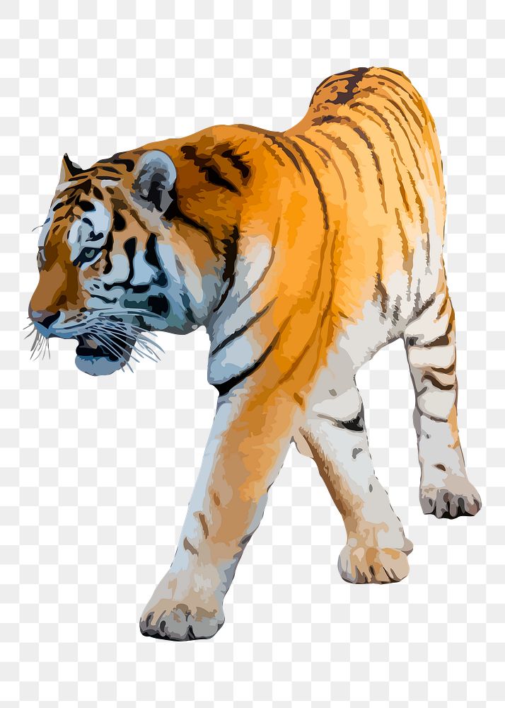 Tiger png sticker wild animal illustration, transparent background. Free public domain CC0 image.