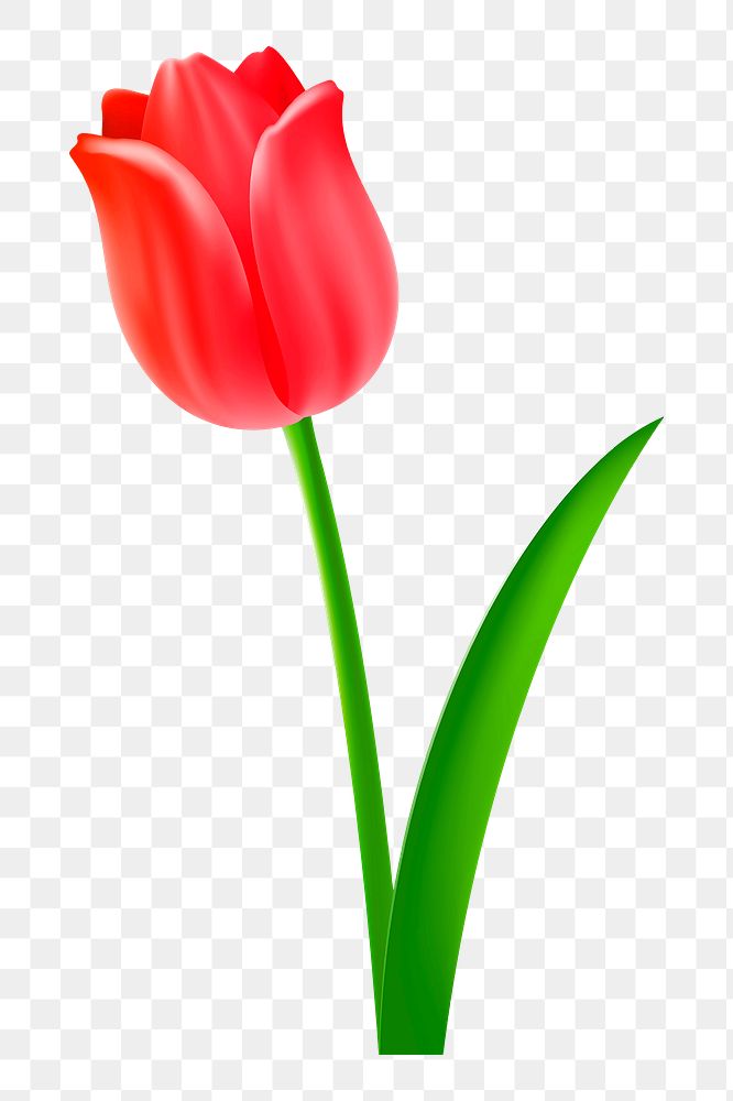 Red tulip png sticker, transparent background. Free public domain CC0 image.
