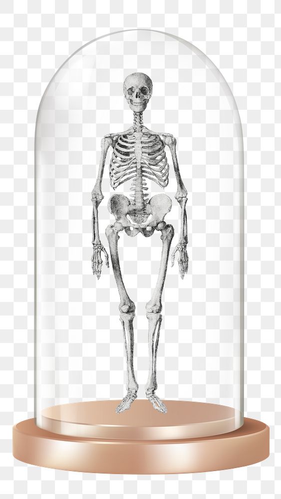 Human skeleton png glass dome sticker, medical concept art, transparent background