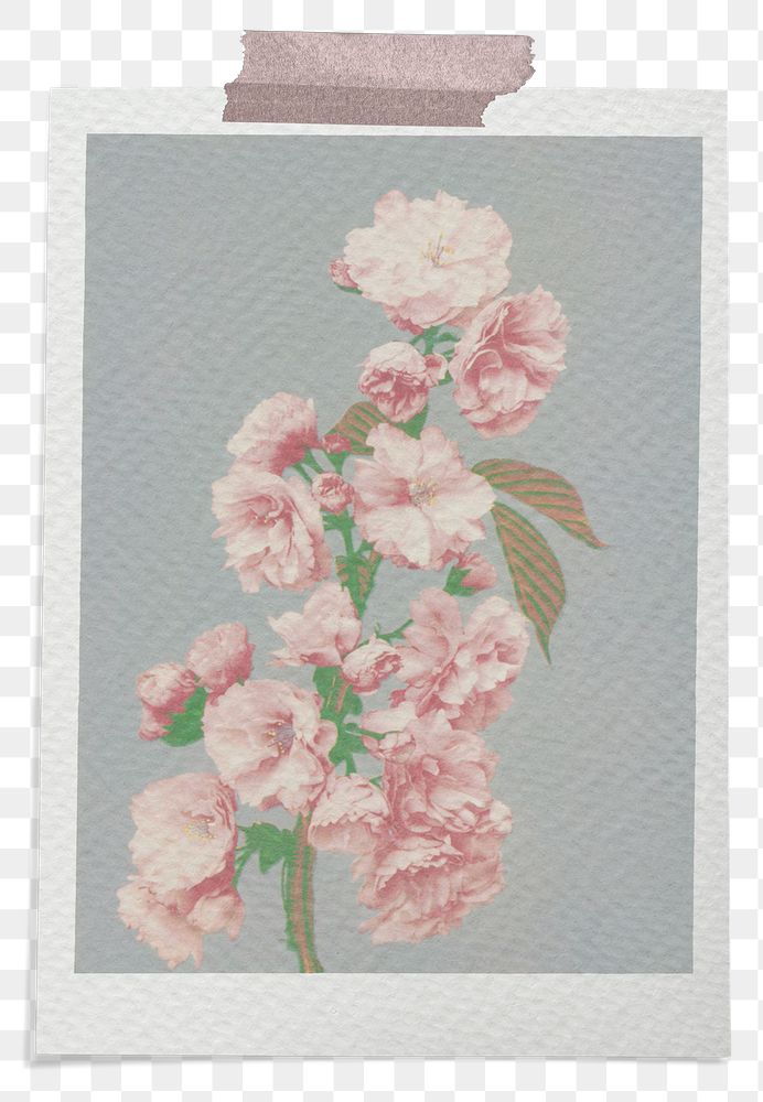 Png postcard sticker, floral artwork, transparent background