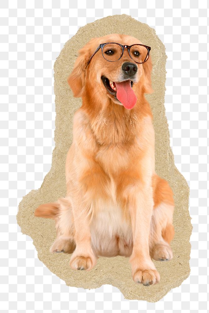 Golden Retriever dog png sticker,  ripped paper transparent background