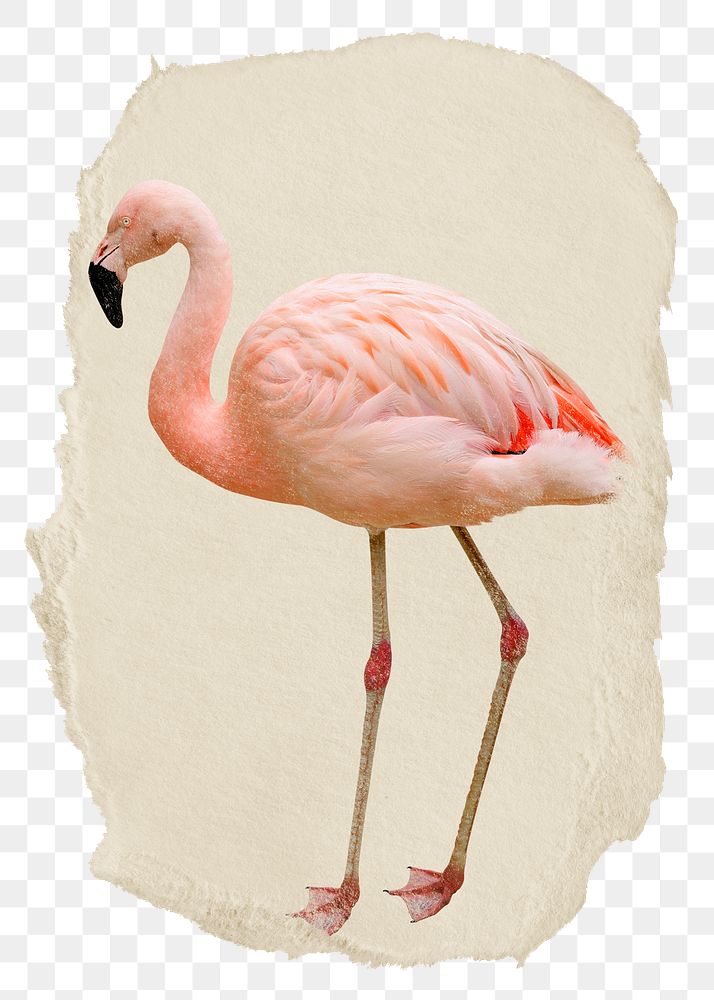 Flamingo bird png animal sticker, ripped paper, transparent background