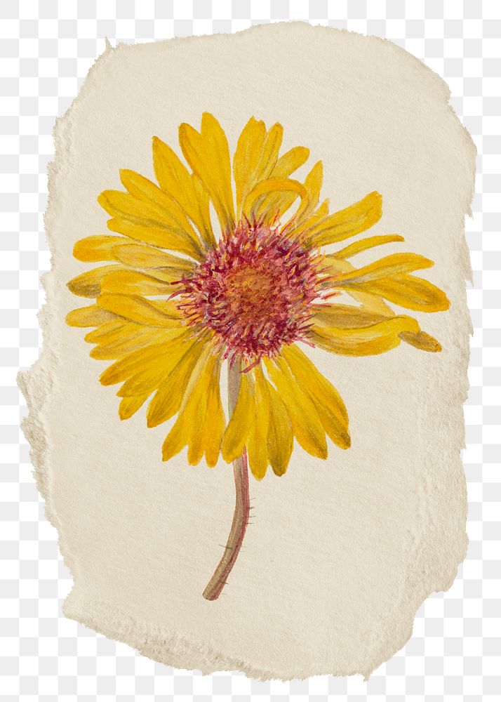 Perennial gaillardia png flower sticker, ripped paper, transparent background