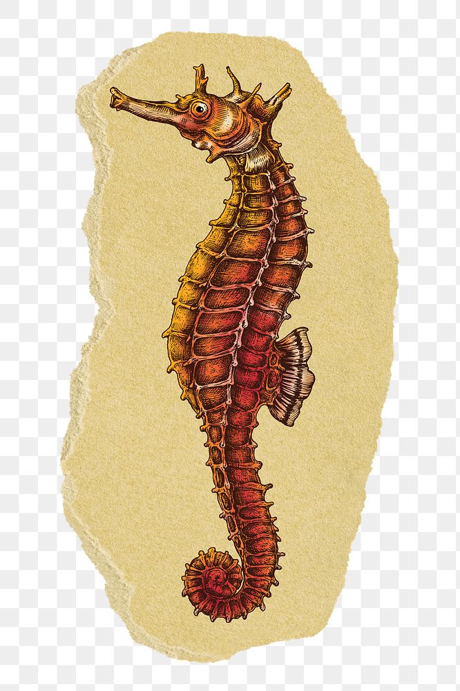 Vintage seahorse png sticker, ripped paper, transparent background