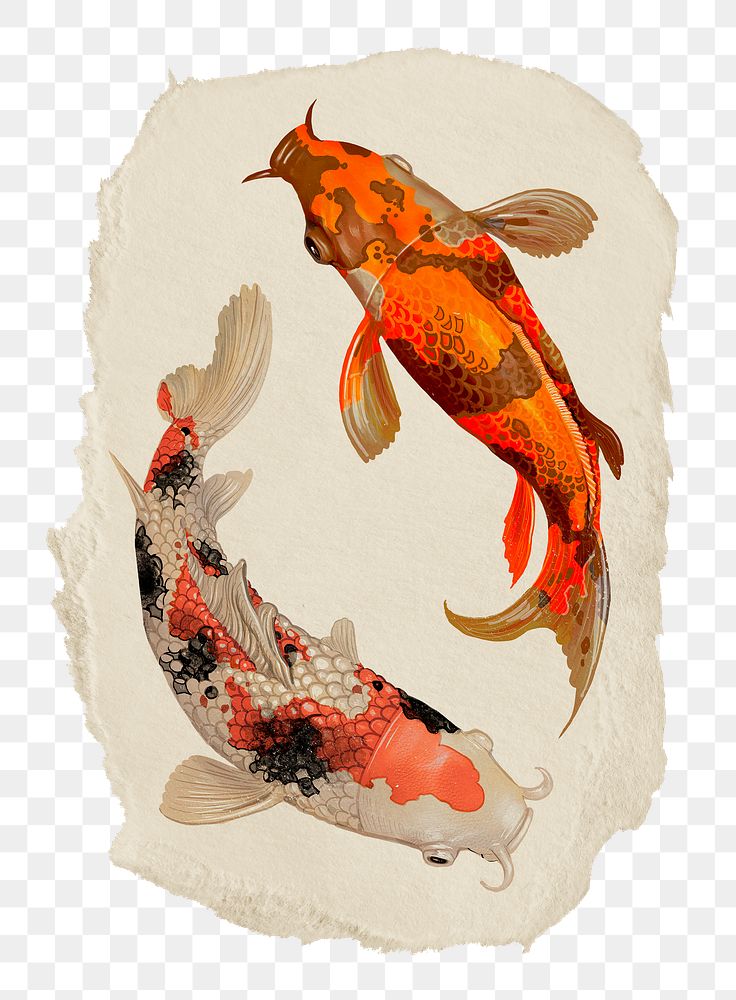 Koi fish png sticker, ripped paper, transparent background