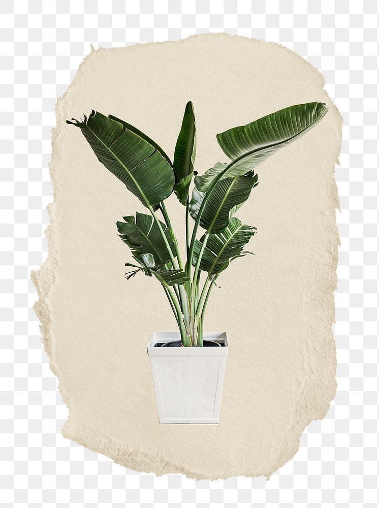 Aesthetic houseplant png sticker, ripped paper, transparent background