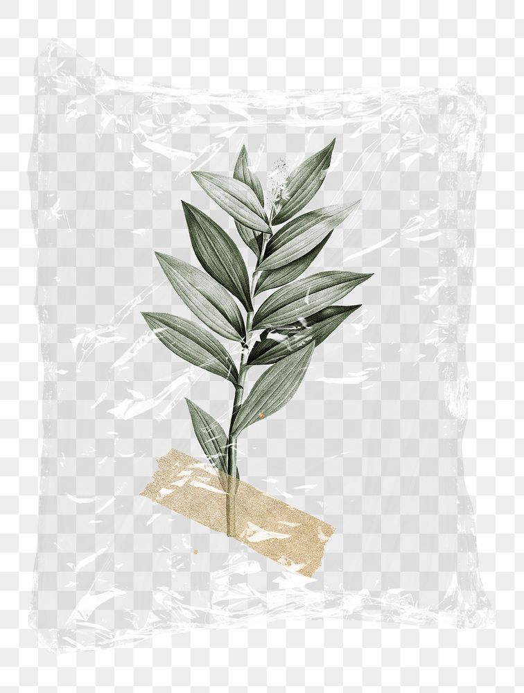 Leaf branch png plastic bag sticker, botanical concept art on transparent background