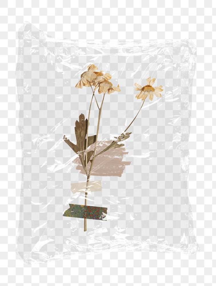 Dried daisy png flower plastic bag sticker, Autumn concept art on transparent background