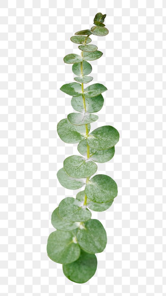 Eucalyptus leaf branch png sticker, aesthetic plant image on transparent background