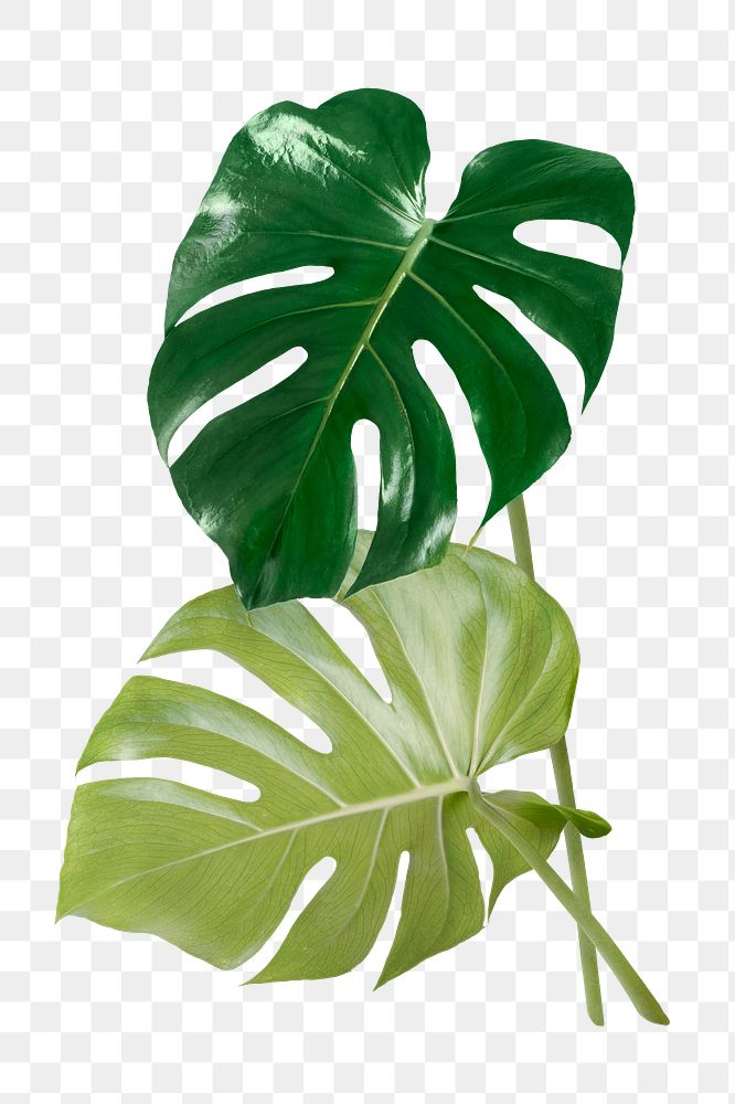 Monstera leaves png sticker, aesthetic plant image on transparent background