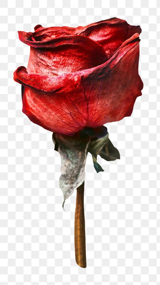 Red rose png flower sticker, Valentine's image on transparent background