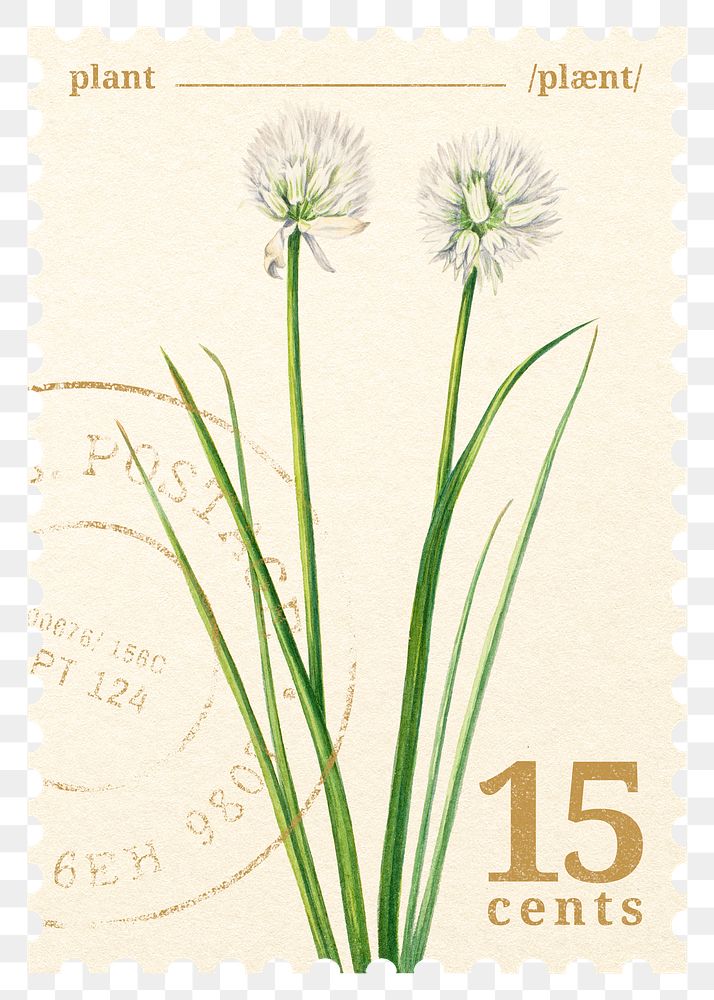 PNG floral postage stamp, aesthetic onion flower collage element, transparent background