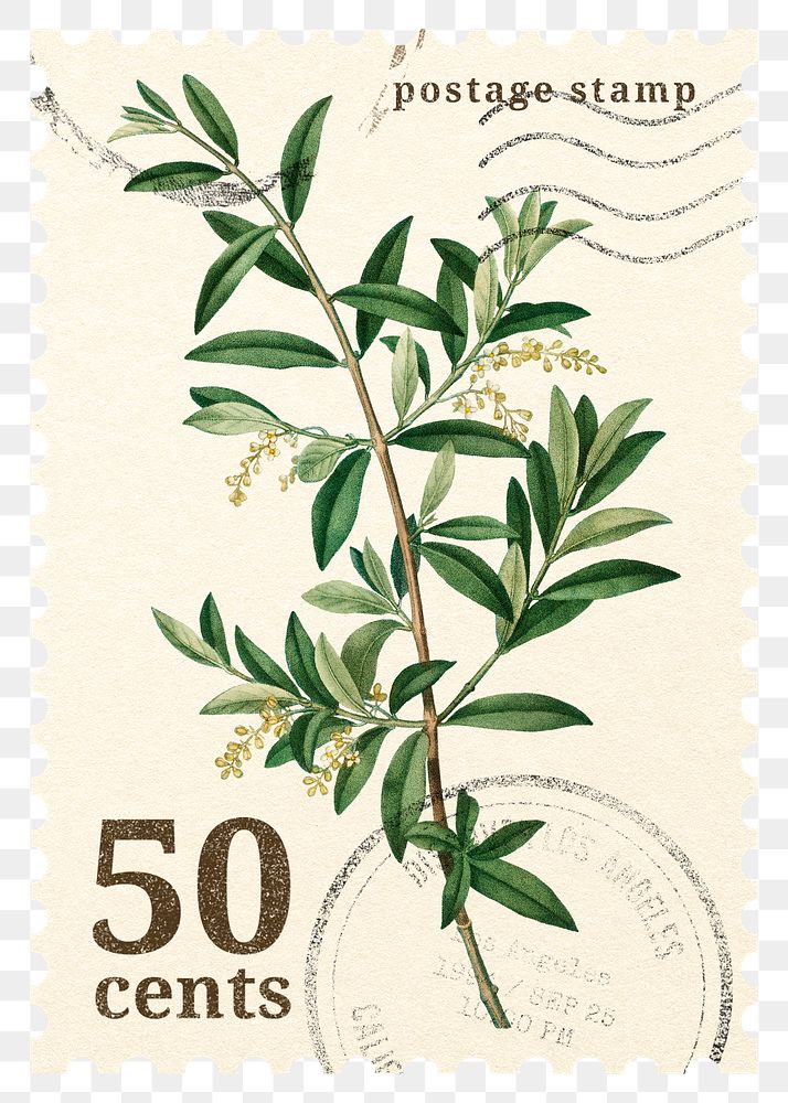 PNG botanical postage stamp, aesthetic olive branch collage element, transparent background