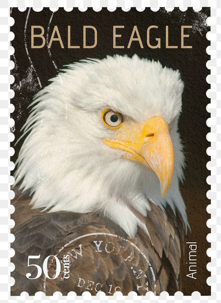 Bald eagle png post stamp sticker, transparent background