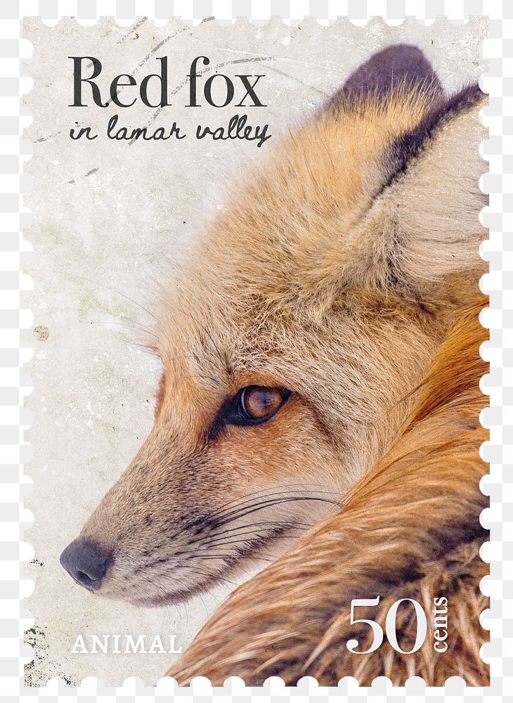 Red fox png post stamp sticker, transparent background