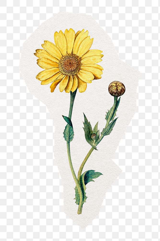 PNG flower sticker, oxeye daisy watercolor illustration in transparent background