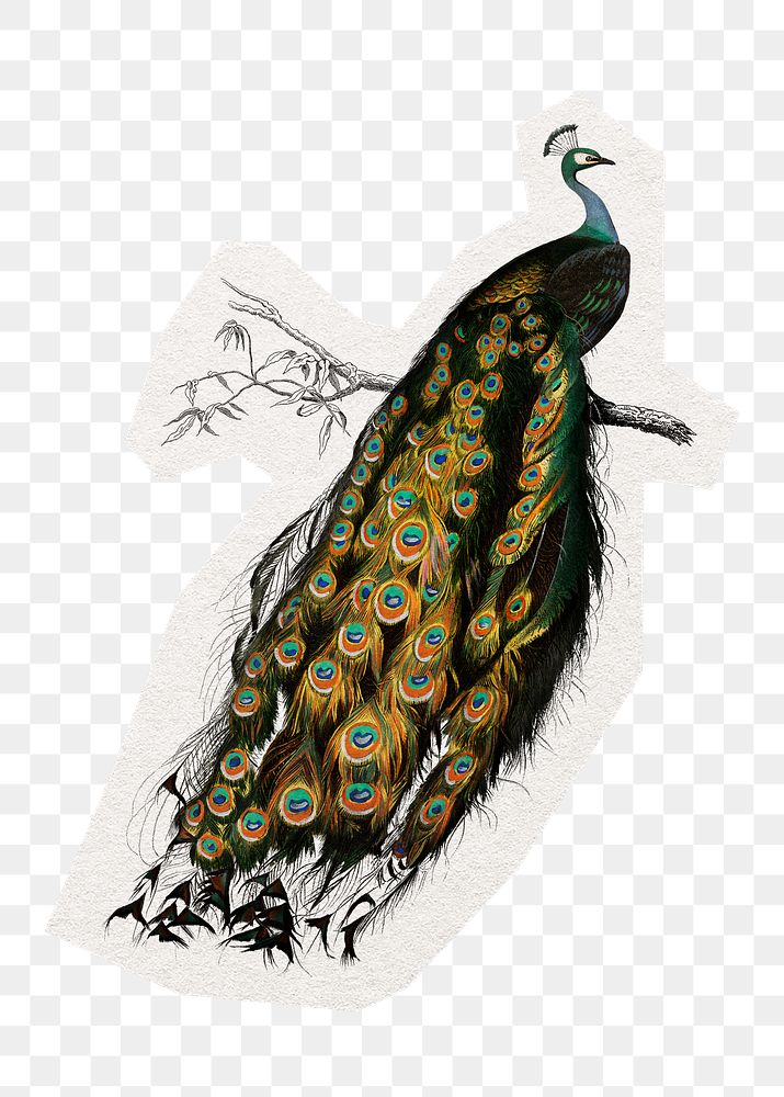 Peacock png digital sticker, collage element in transparent background