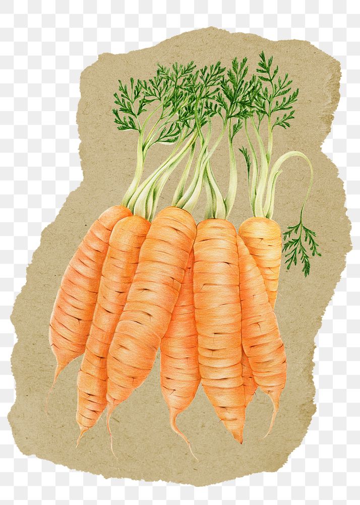 Carrots, vegetable png sticker, ripped paper, transparent background