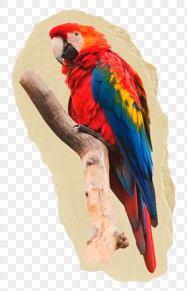 Macaw parrot png sticker, bird torn paper, transparent background