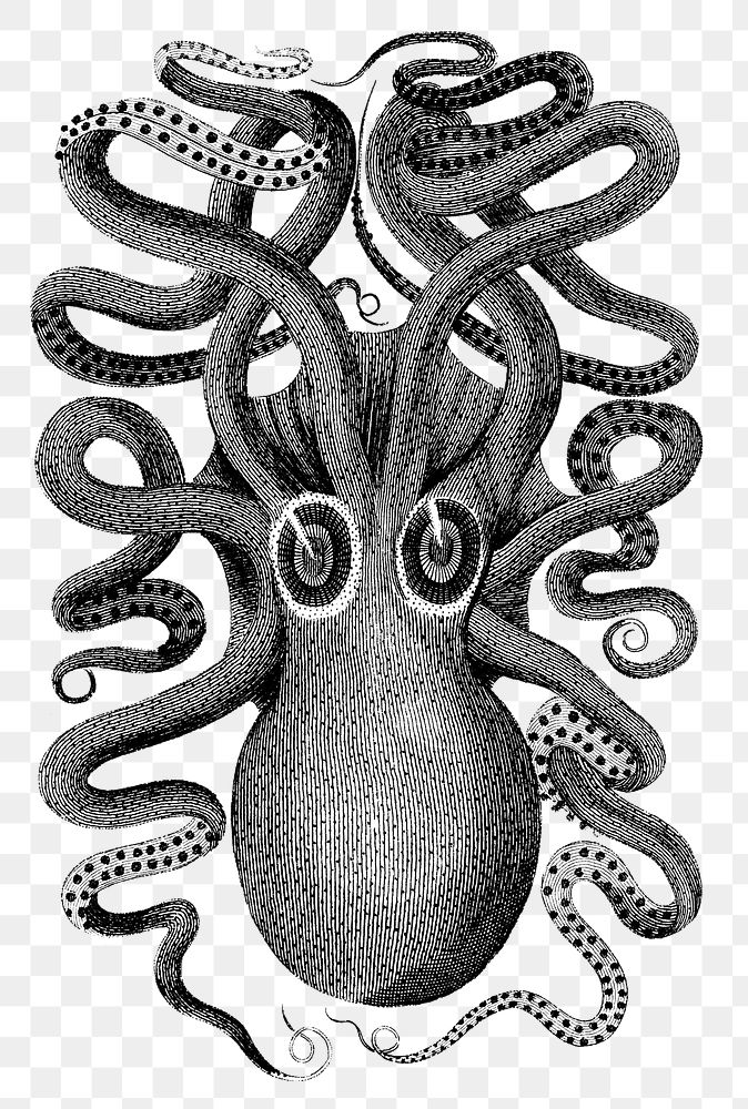 Png George Shaw's cuttlefish sticker, vintage illustration, transparent background