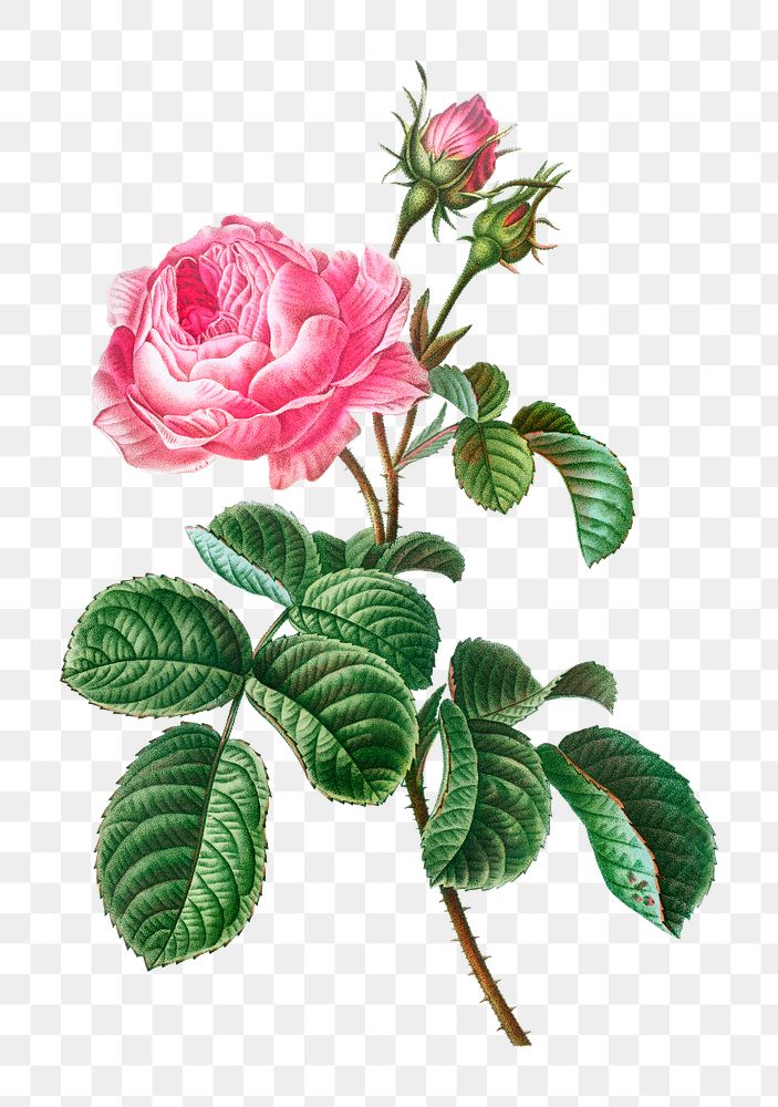 Cabbage rose png flower sticker illustration, transparent background