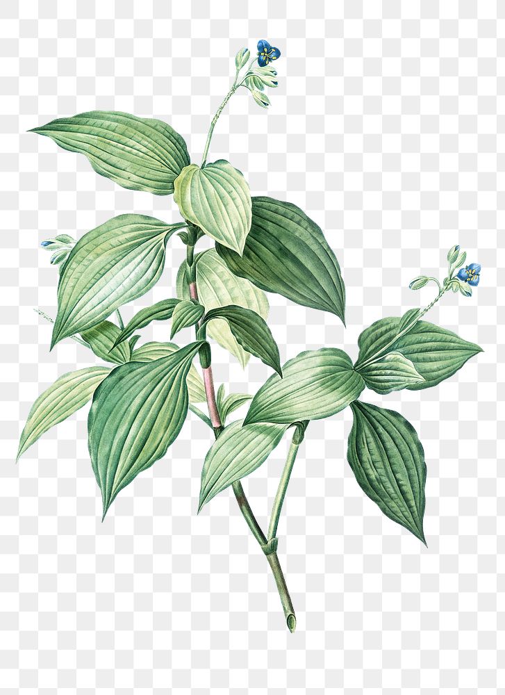 Botanical png illustration, Tradescantia Erecta sticker, transparent background