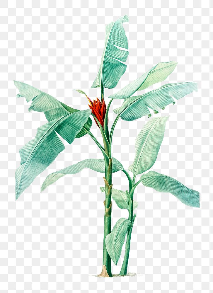 Scarlet banana plant png illustration sticker, transparent background