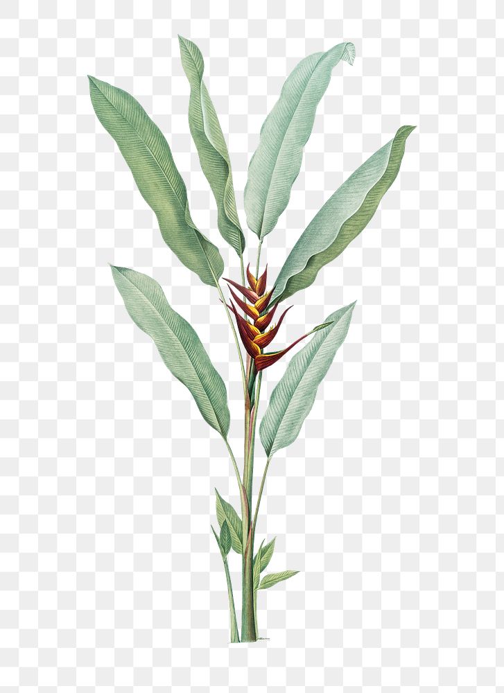 Tropical plant png illustration, Parrot heliconia sticker, transparent background