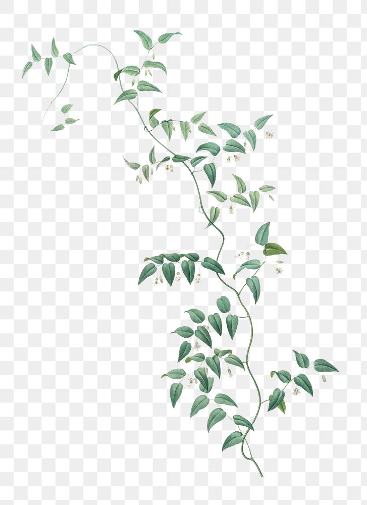 Bridal creeper plant png illustration sticker, transparent background
