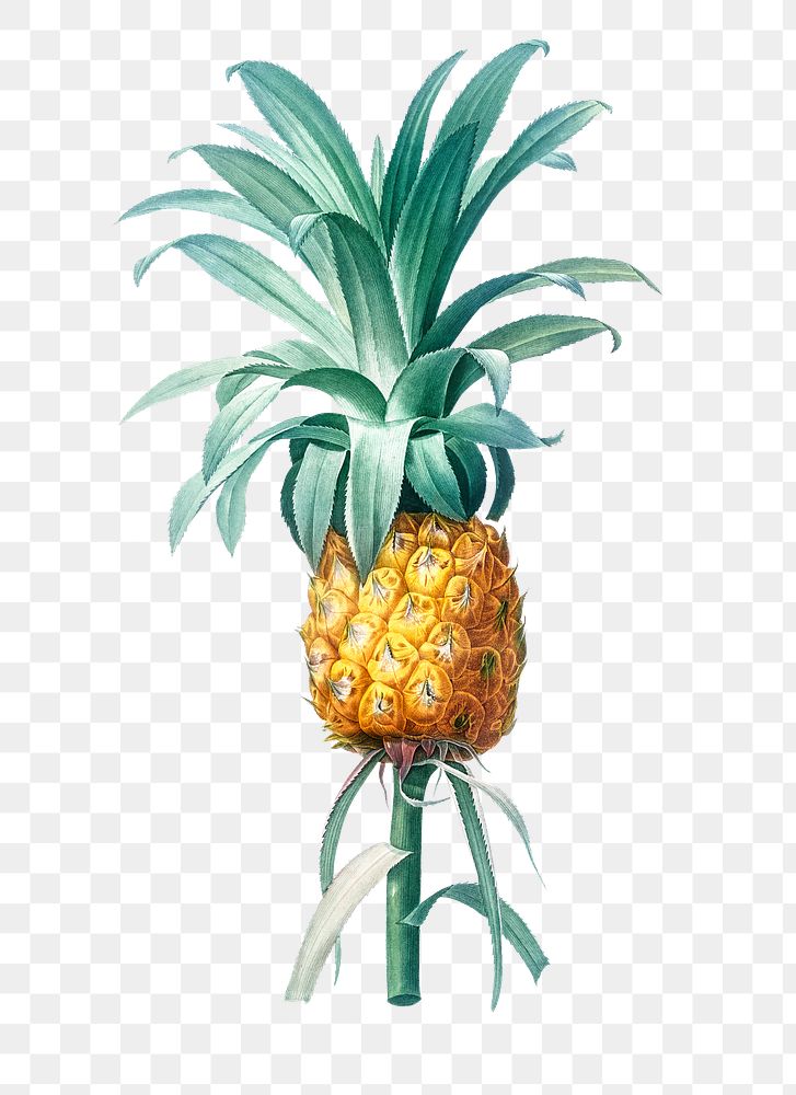 Pineapple plant png illustration sticker, transparent background