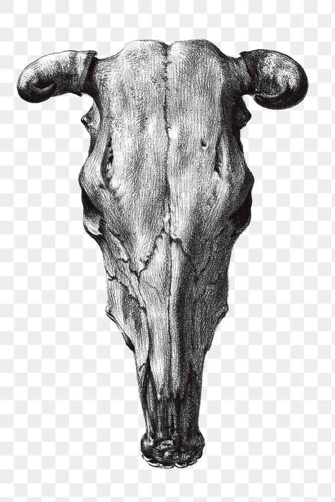 Png bull skull sticker, Jean Bernard vintage illustration, transparent background