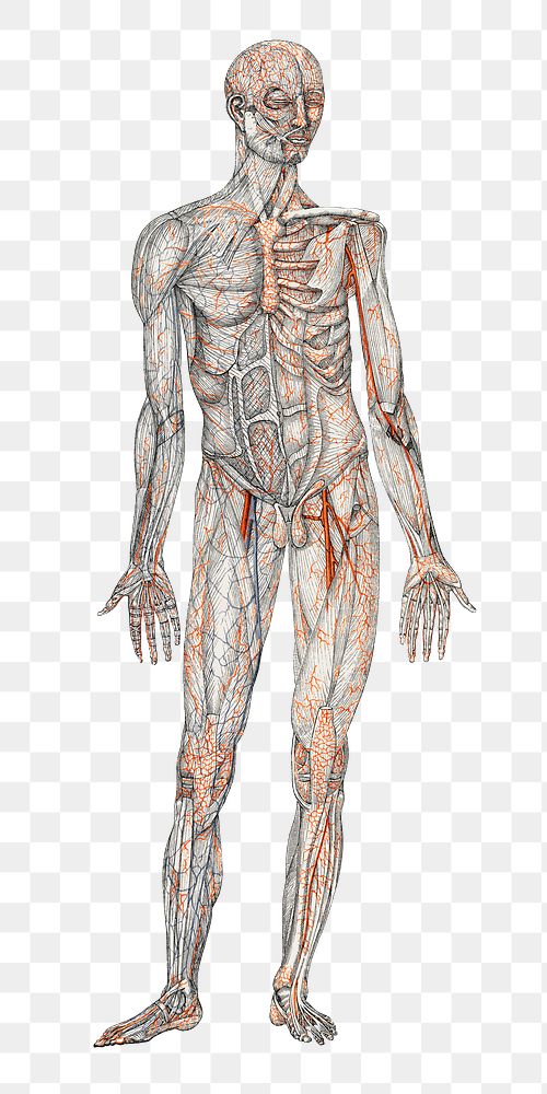 Human body png sticker, hand drawn illustration, transparent background
