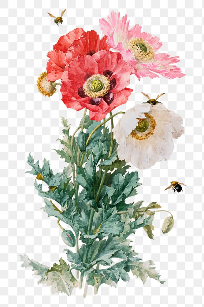 Png poppy flowers sticker, aesthetic vintage illustration, transparent background